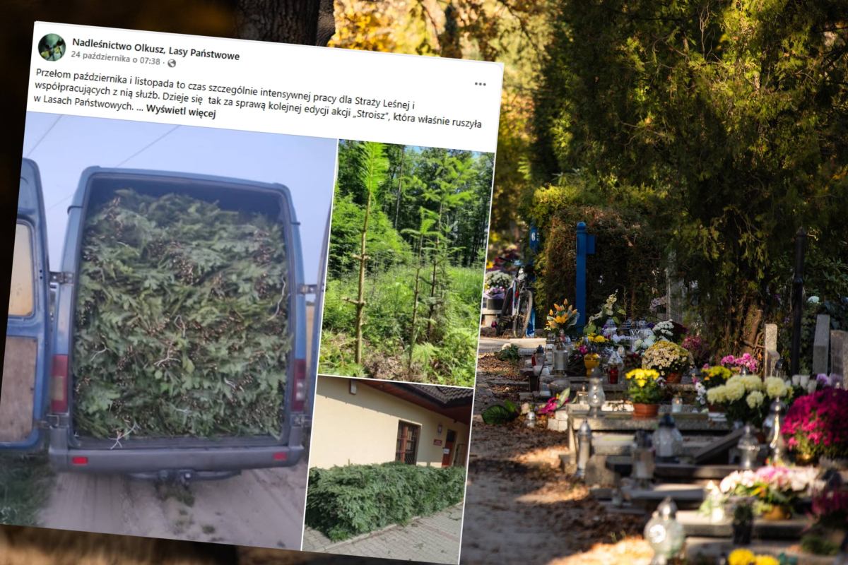 Kontrole na cmentarzach przed 1 listopada. Czy można dostać mandat za stroik na grobie?